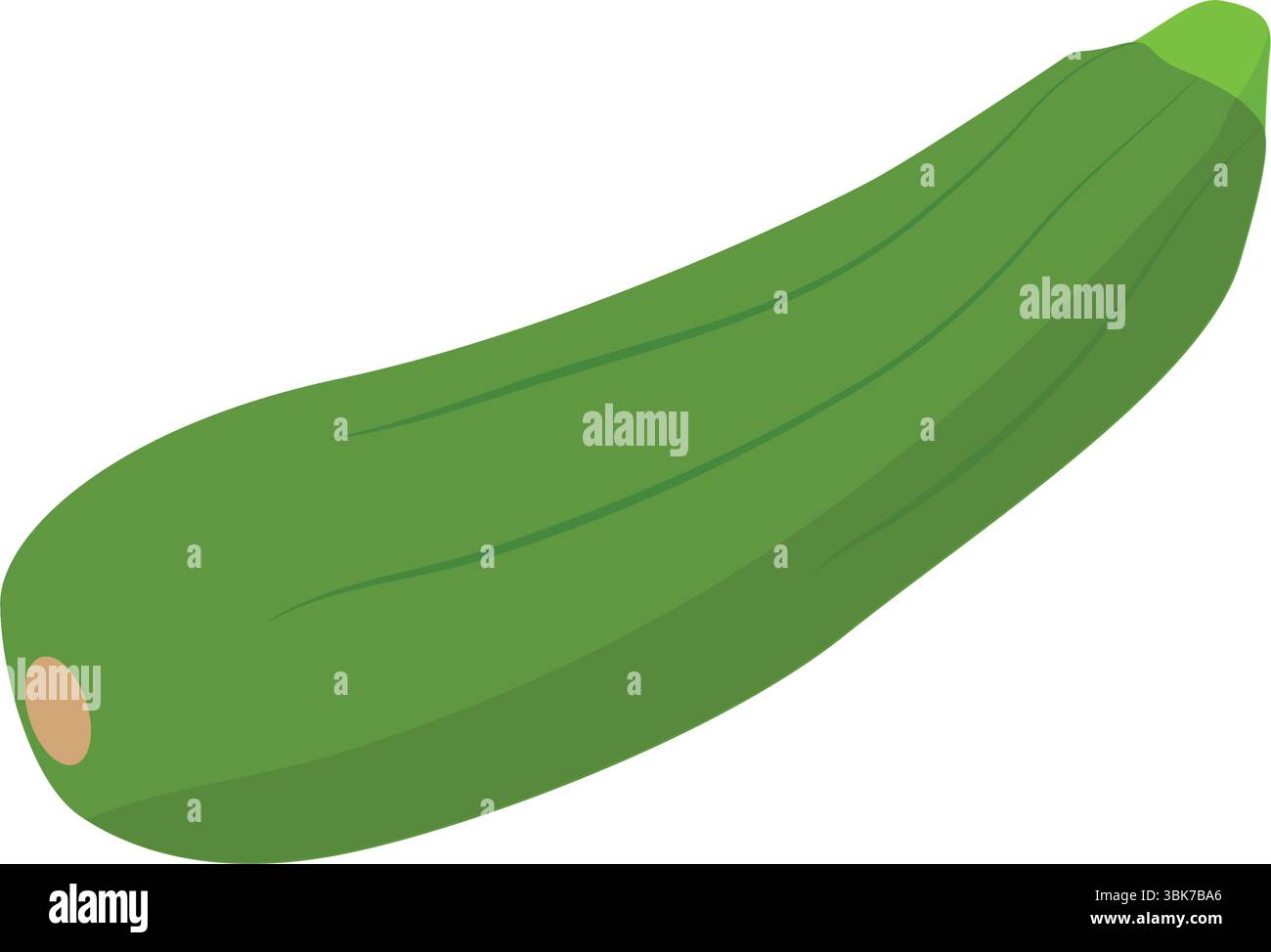 Zucchini. Fresh vegetable marrow. Green squash. Vector Illustration. Stock Vector