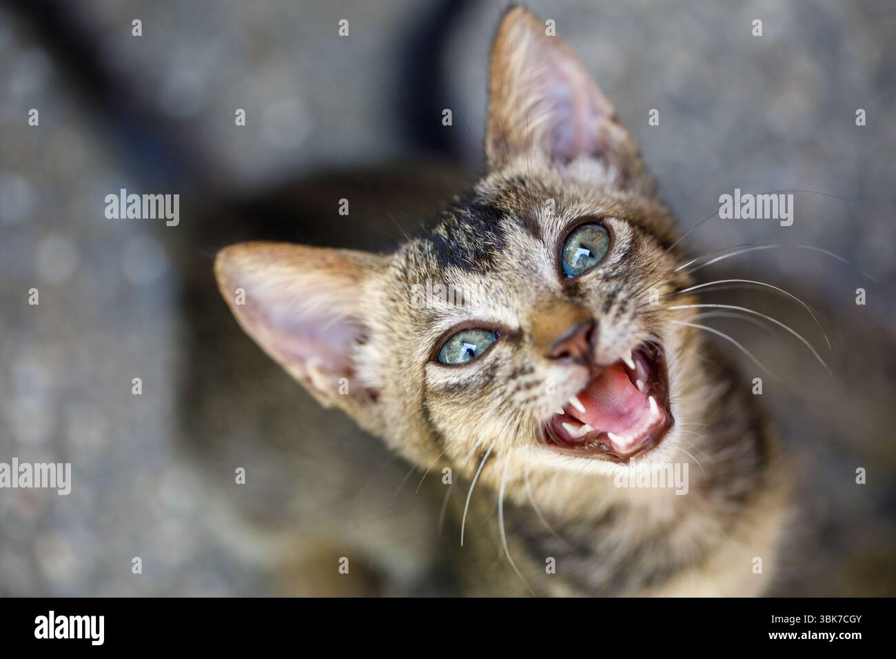 Stray kitten crying loudly asking for help and food Stock Photo