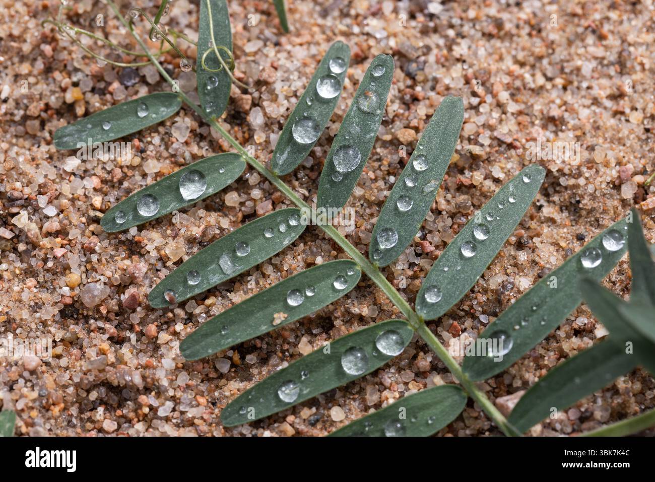 Green leaves with delicate water droplets resting on sandy terrain, showcasing natural minimalist beauty and evoking a sense of freshness and purity Stock Photo