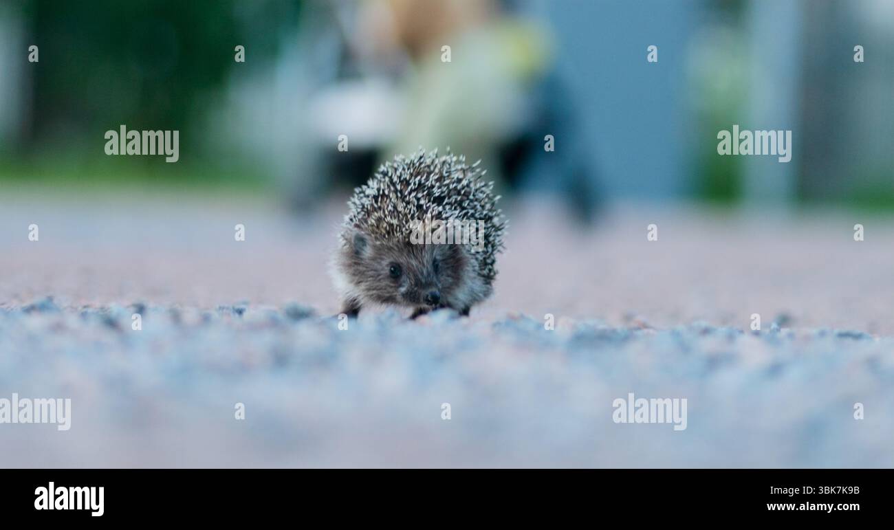 Small wild hedgehog on a forest road surrounded by greenery. A glimpse of untamed nature. Stock Photo