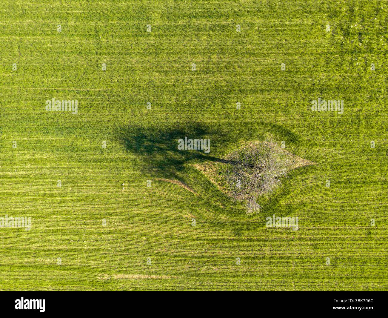 An aerial top-down view of a field with a lonely tree Stock Photo - Alamy