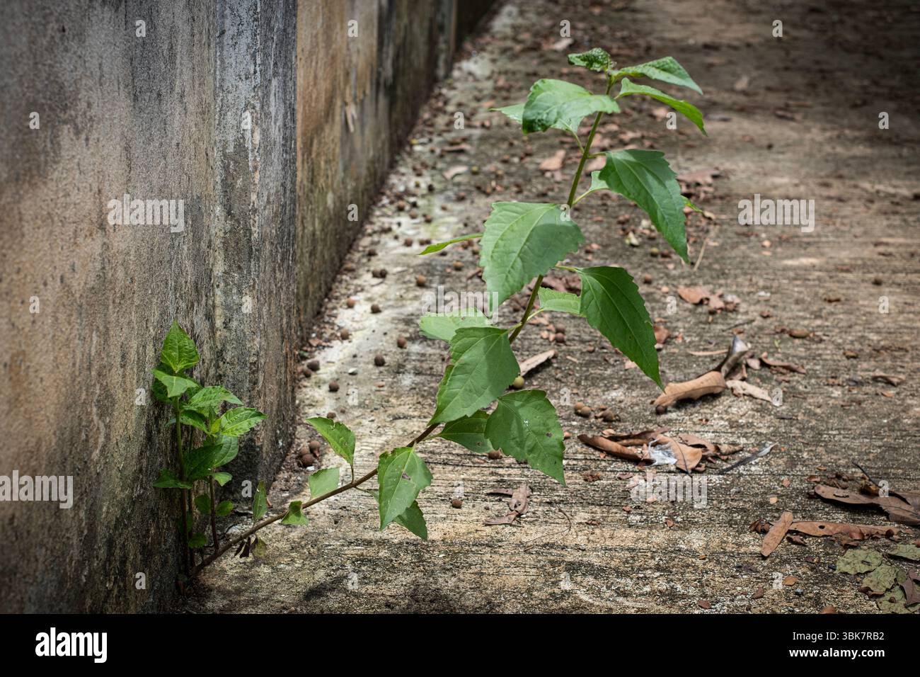 Devil weed tree growing on concrete Stock Photo