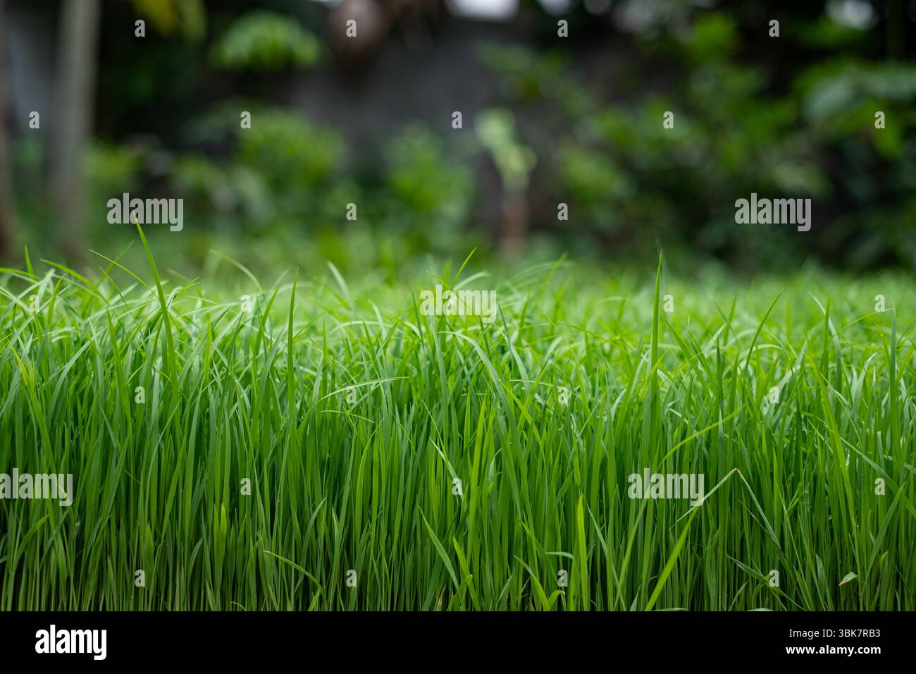 Green rice seedling on a blurred background Stock Photo