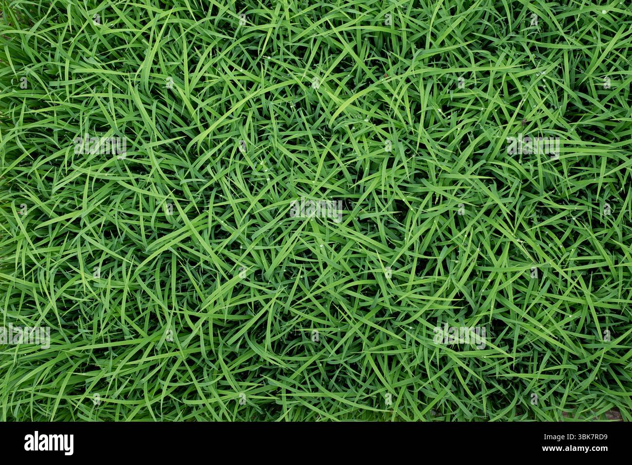 Green rice seedling texture background Stock Photo