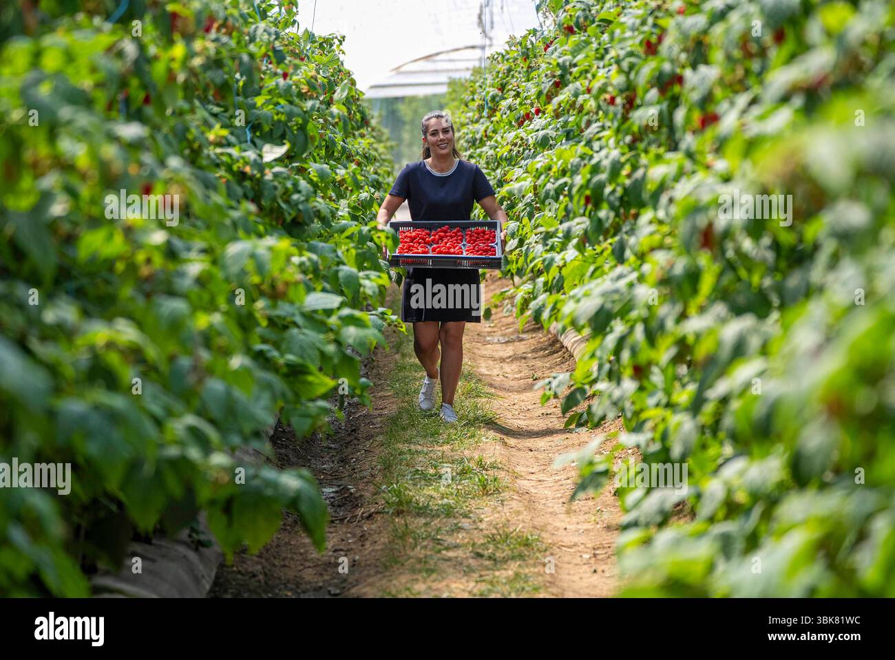 EDITORIAL USE ONLY New season British raspberries are picked at Hall ...