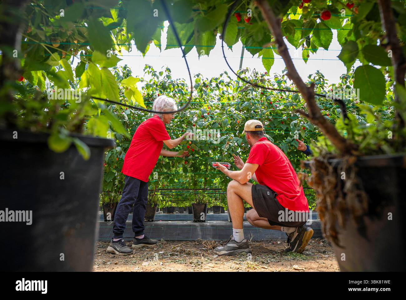 EDITORIAL USE ONLY New season British raspberries are picked at Hall ...
