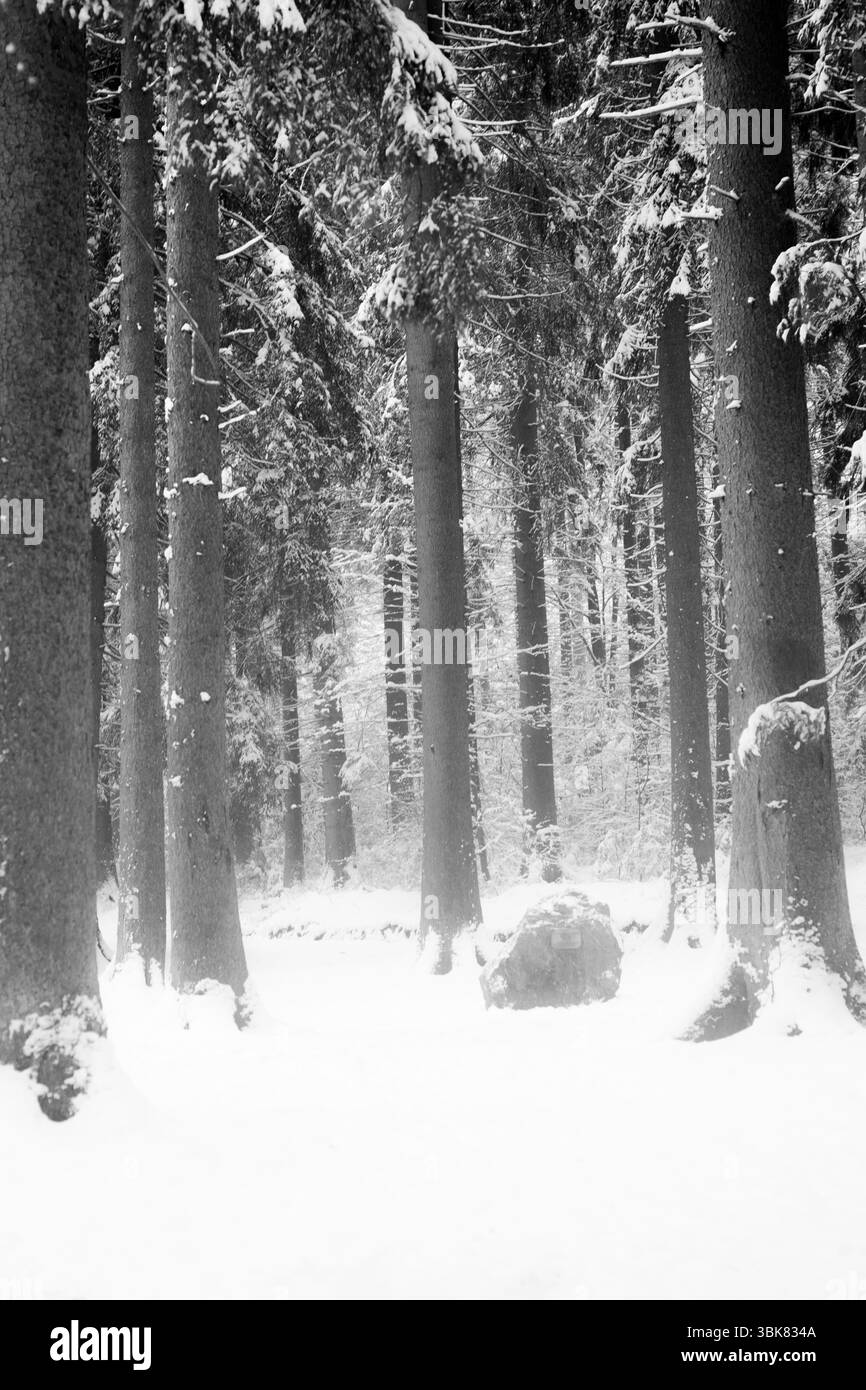 Dramatic black and white image of a densely snow-covered pine forest ...