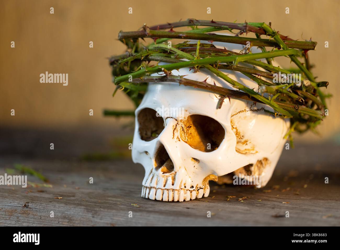 Human skull with thorns close up photo Stock Photo