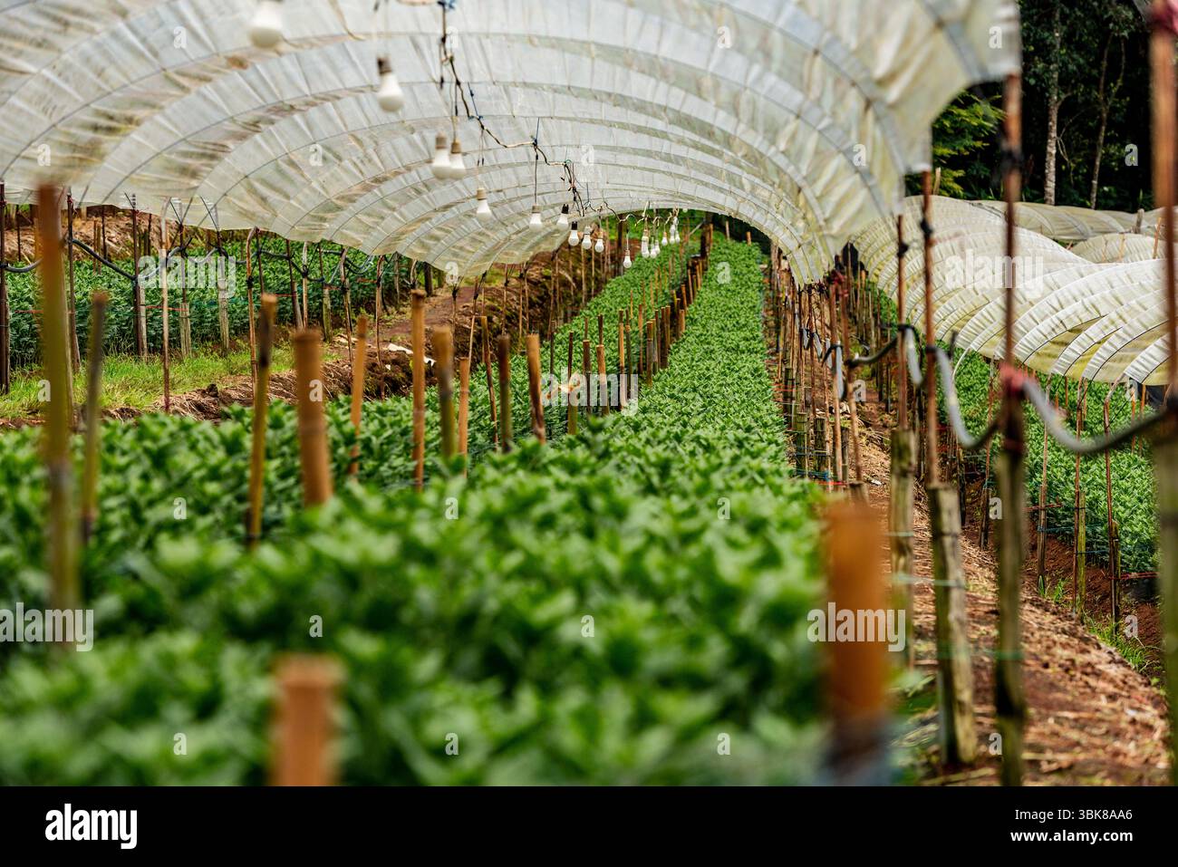 Organic greenhouse farming in rural Thailand with rows of leafy vegetables under plastic tunnel structure. Sustainable agriculture using bamboo posts Stock Photo