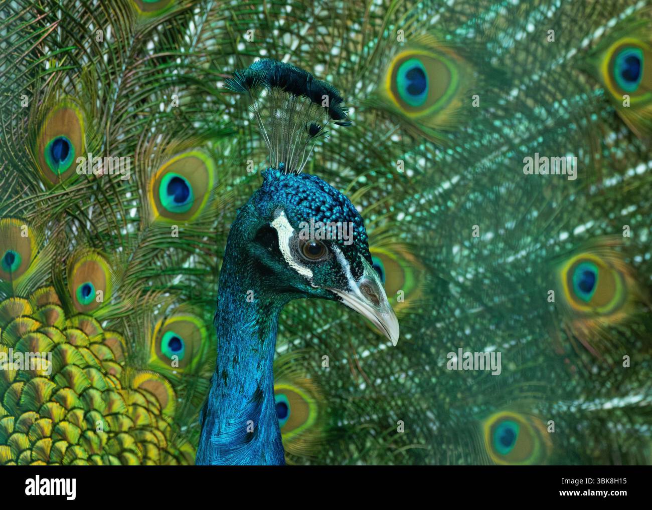 peacock feather close up Stock Photo