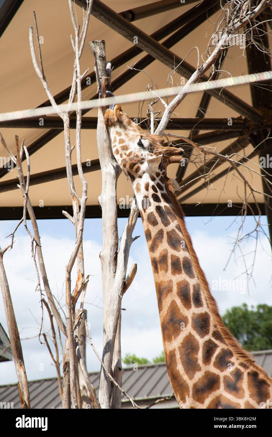 Giraffe at ZSL London Zoo. Stock Photo