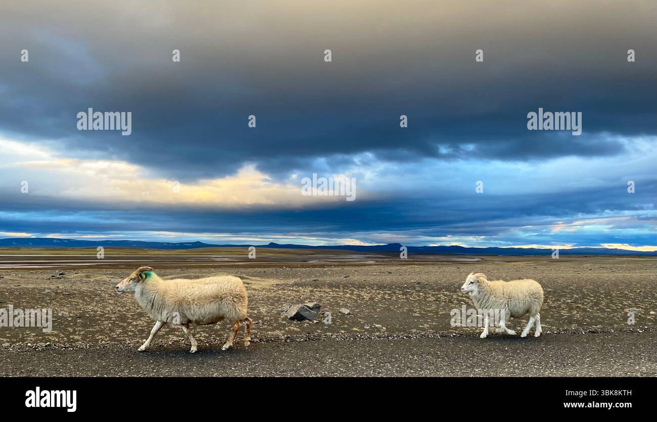 Two sheep walking along a remote Icelandic landscape under a dramatic cloudy sky - Smartphone Captured Stock Image