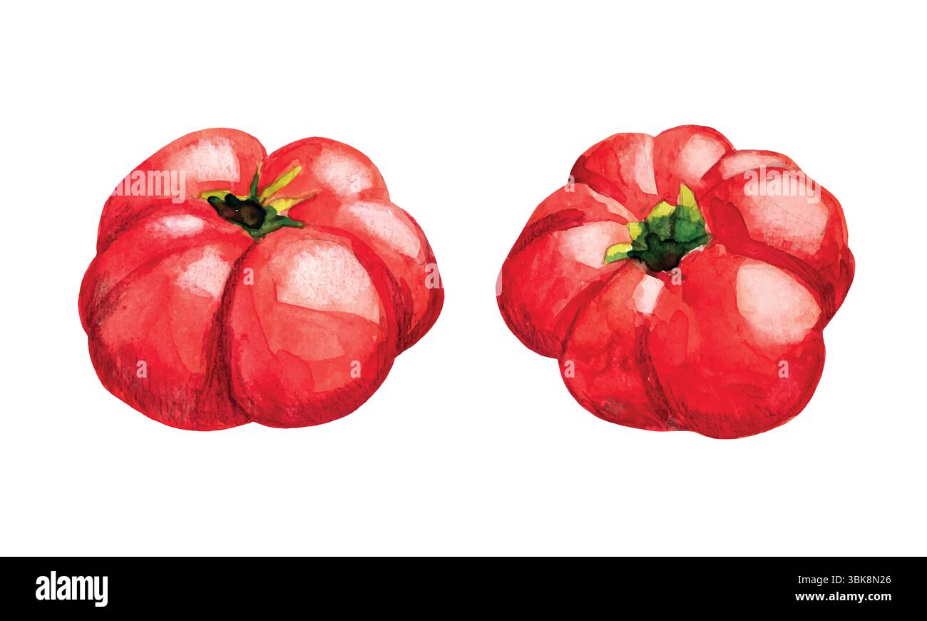 Red tomatoes vegetables realistic hand drawn watercolor illustration isolated on white background. Vector Illustration for cards, market banners, head Stock Vector