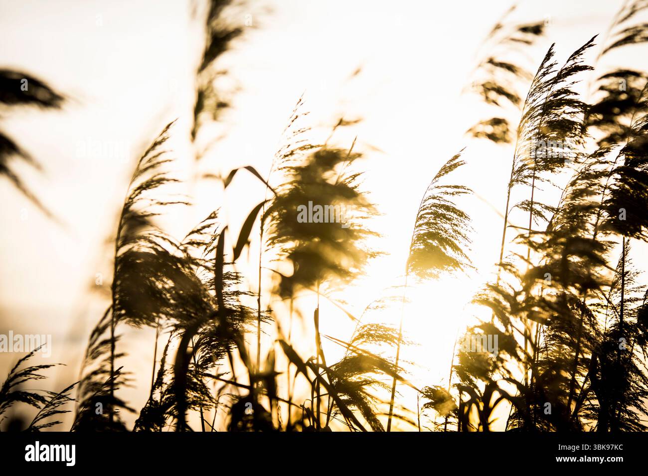 Path Leads through Forest. Tall Birch Trees, Green Foliage, Sunlight.  Scenic Landscape Shows Peaceful Nature Scene Stock Image - Image of  sunlight, nature: 387817463, image size:1300x956