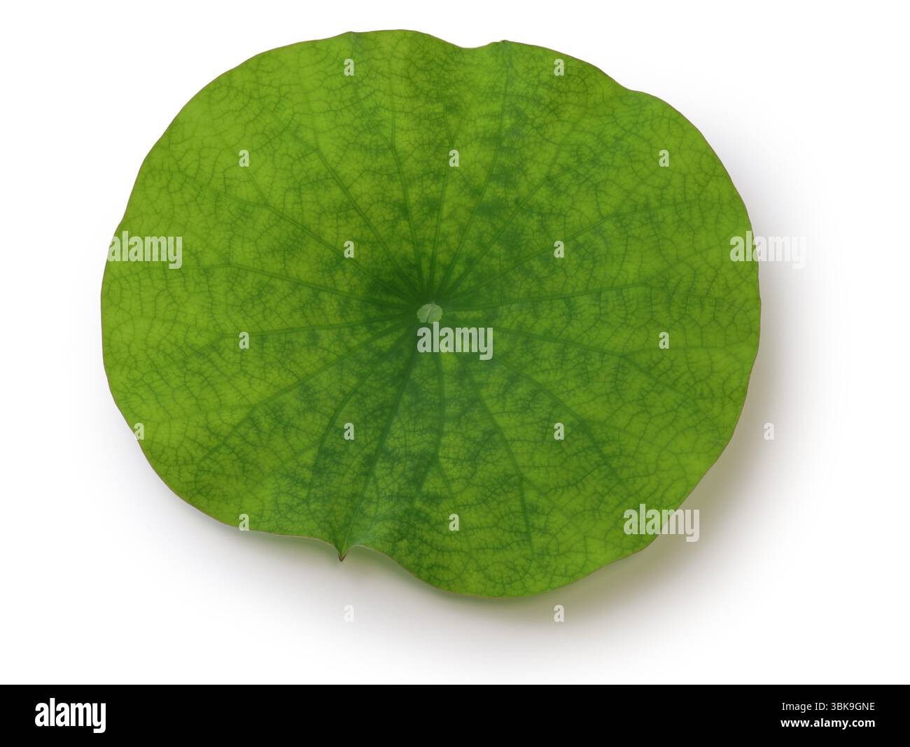 A lotus leaf isolated on white background Stock Photo