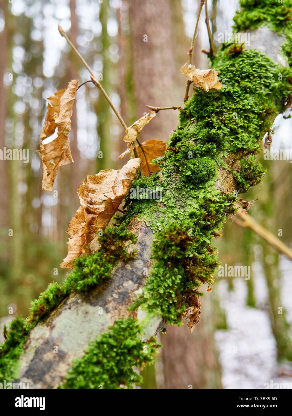 Close-up of Green Moss and Melting Snow on a Fallen Tree Log in a Forest Stock Photo