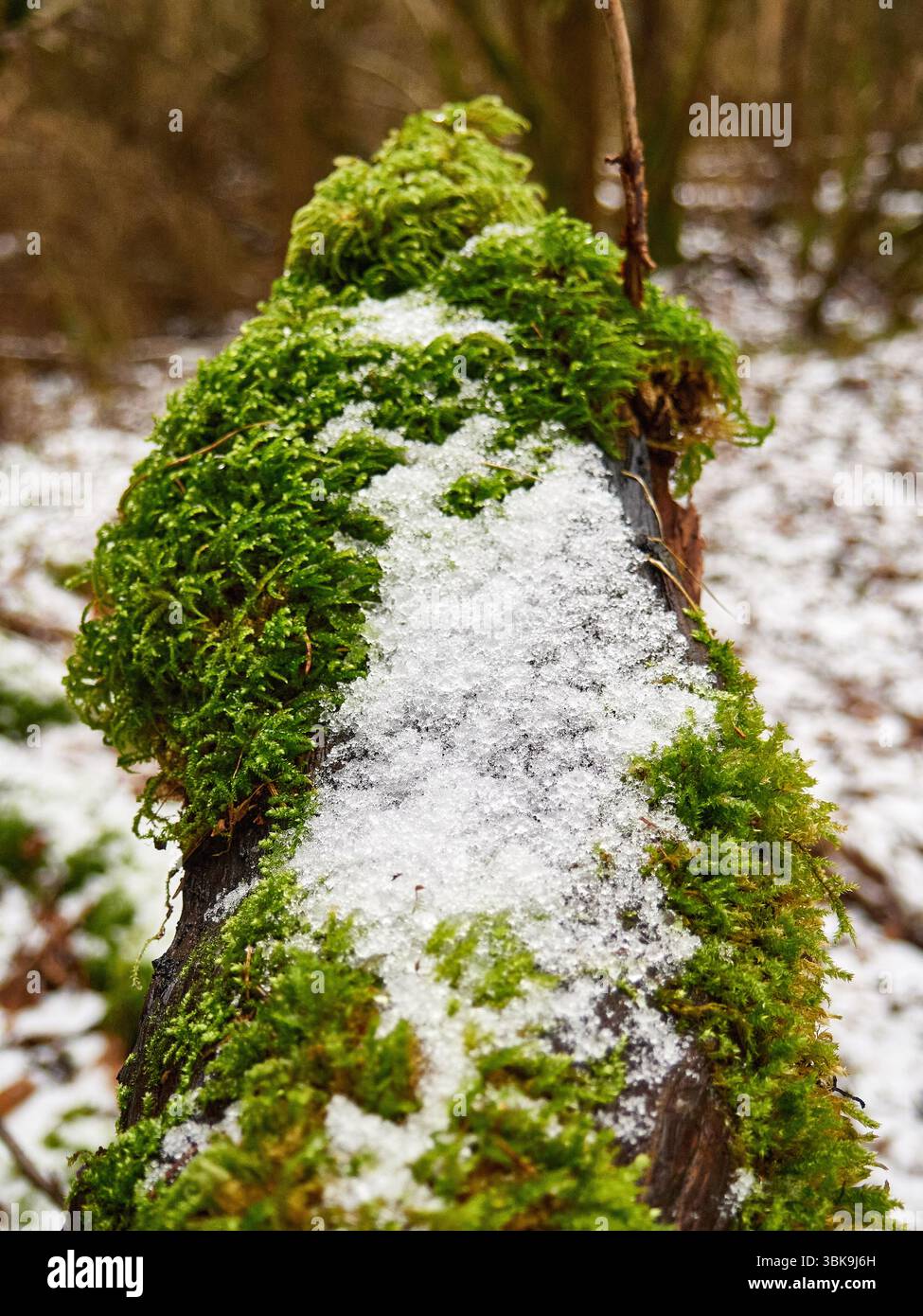 Close-up of Green Moss and Melting Snow on a Fallen Tree Log in a Forest Stock Photo