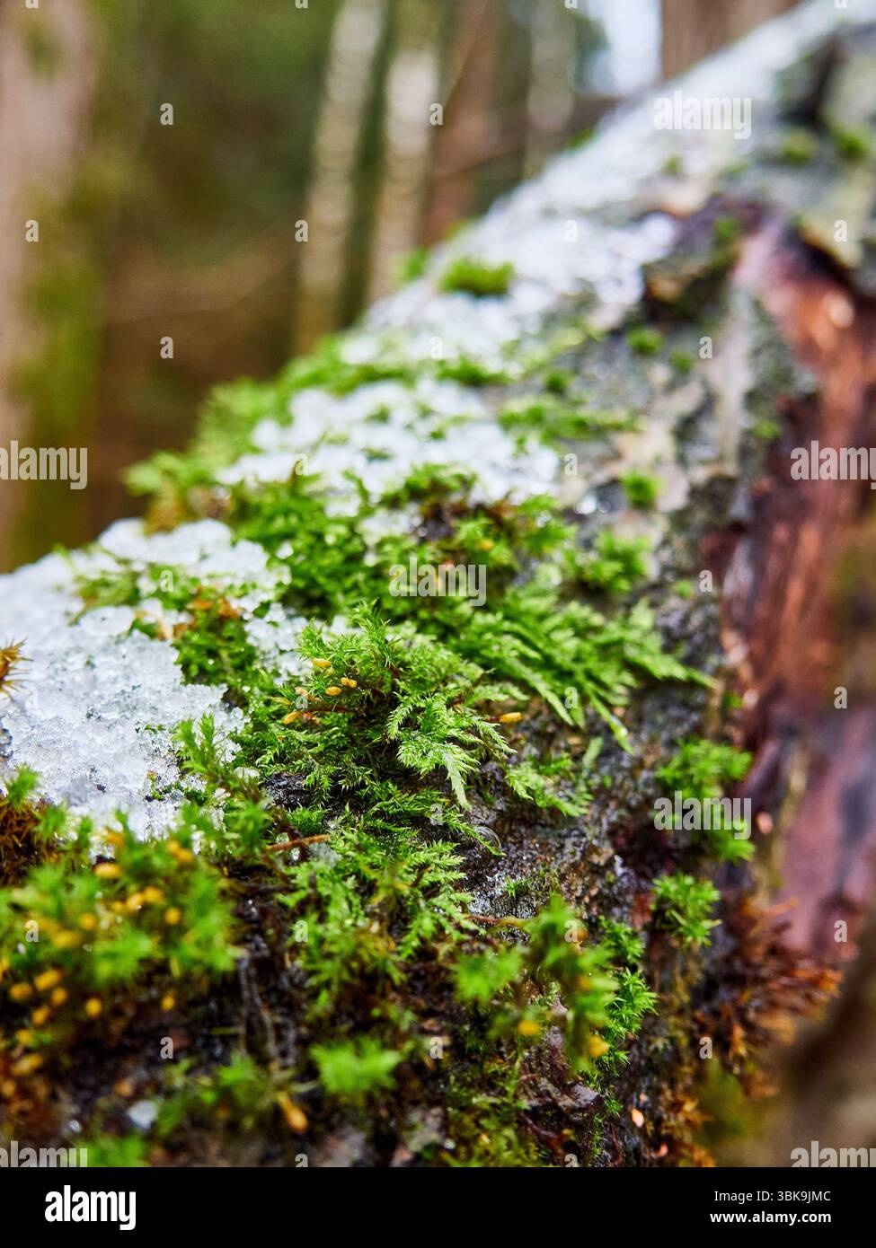 Close-up of Green Moss and Melting Snow on a Fallen Tree Log in a Forest Stock Photo