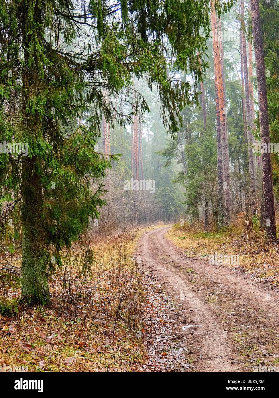 Dirt Road Winding Through a Dense Coniferous Forest in Autumn Stock ...