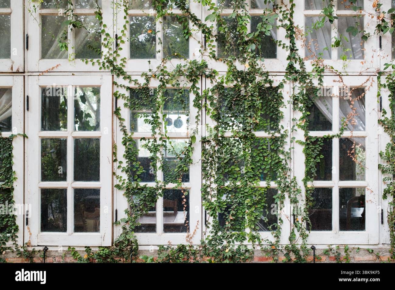 Ivy plant with green leaves creeping on wooden glass window on backyard Stock Photo
