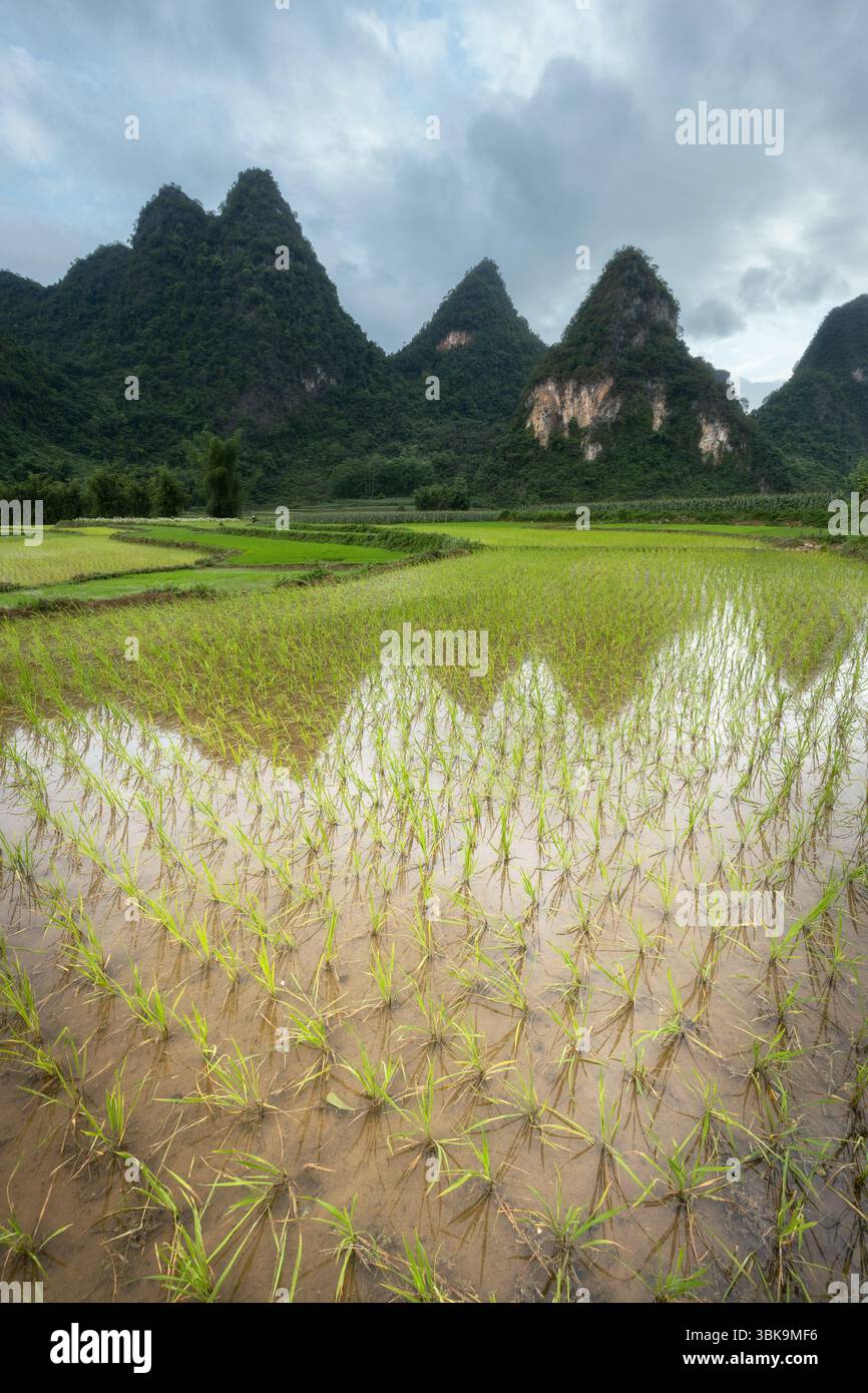 Paddy rice fields and scenic limestone mountain formations in the rural ...