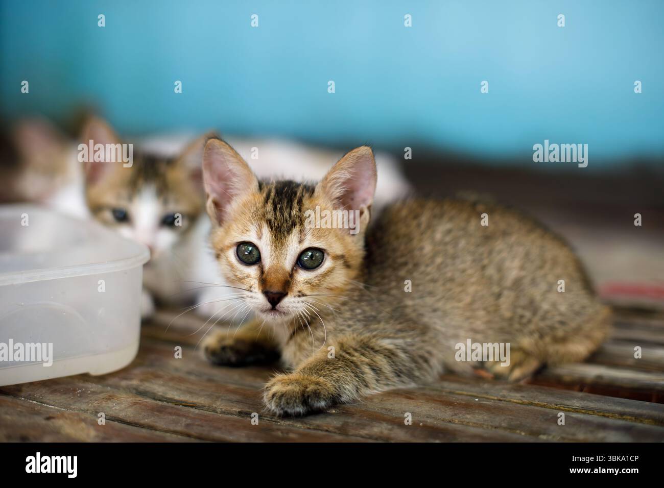 Adorable tabby kitten lying on wooden floor near a water container ...