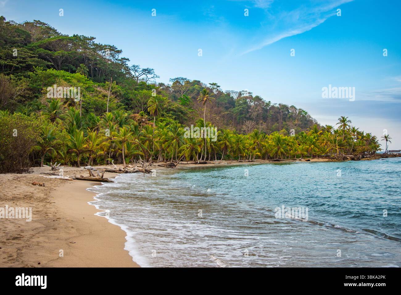 A serene tropical beach scene at Sapzurro, Choco, Colombia, featuring golden sands and lush palm trees along the coastline. Stock Photo