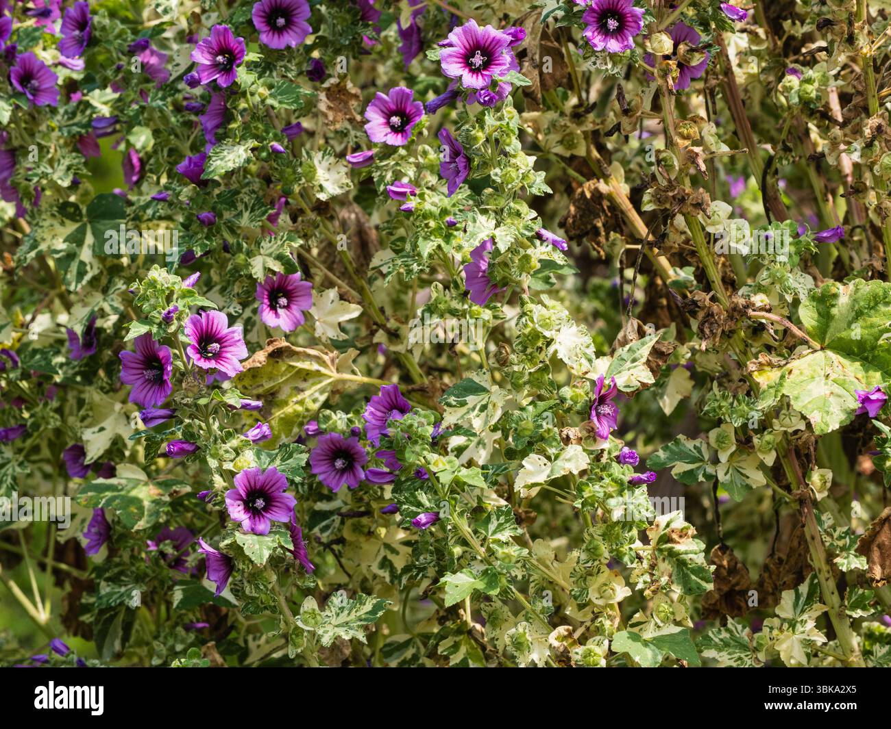 Summer flowers and variegated foliage of the bushy, hardy biennial to ...