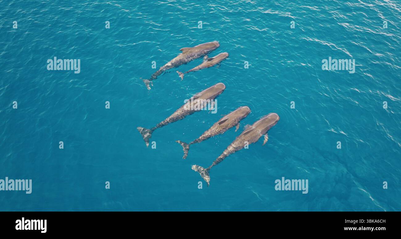 Aerial drone view of a family of pilot whales swimming close to the ...