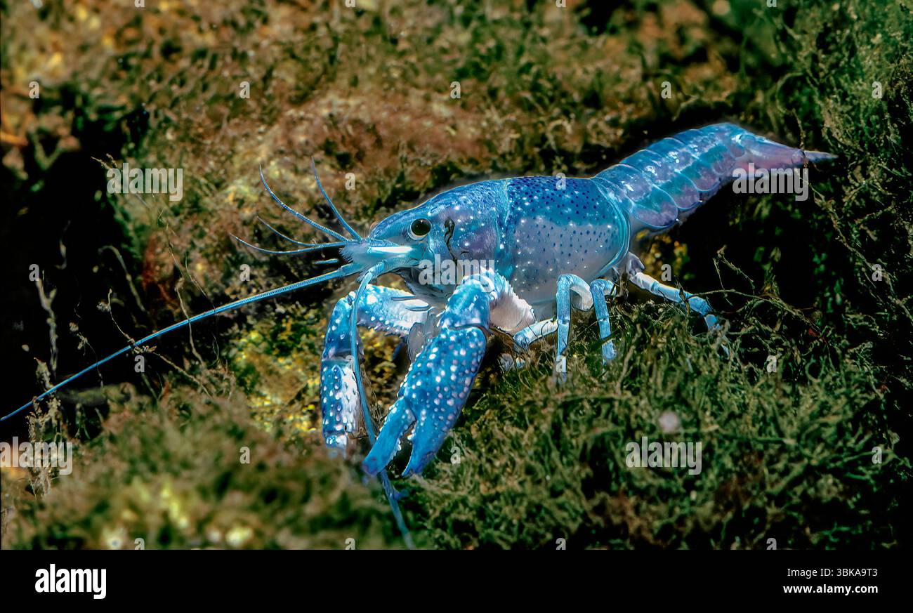 Blue Crayfish (Cambarus sp., color morph) — Freshwater Crustacean in ...