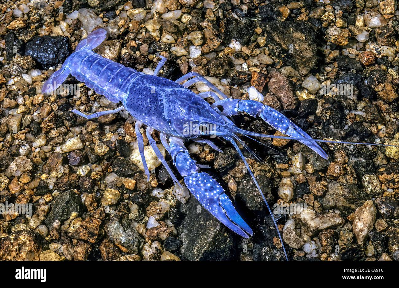 Blue Crayfish (Cambarus sp., color morph) — Freshwater Crustacean in Rocky Stream Habitat  This vivid blue crayfish, likely a color morph of Cambarus Stock Photo