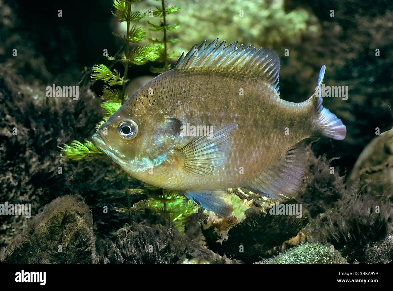 New Jersey Blue Gill, Lepomis macrochirus Stock Photo