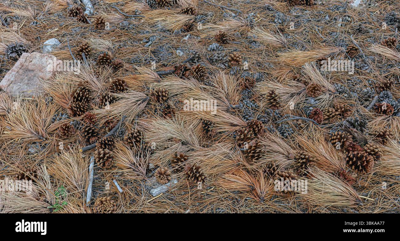 Coniferous Forest Floor Detritis Stock Photo