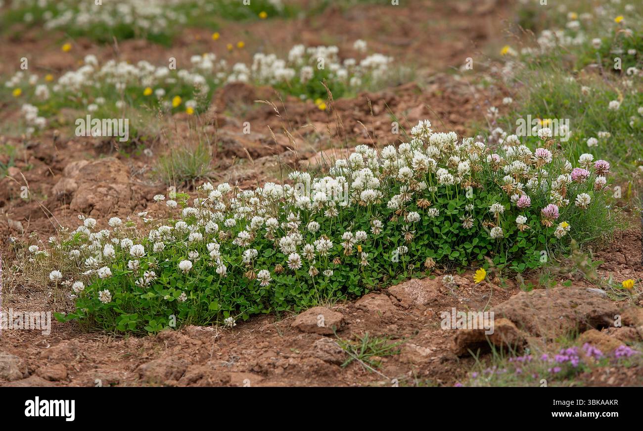 Clover is a low-growing, herbaceous plant in the genus Trifolium Stock Photo