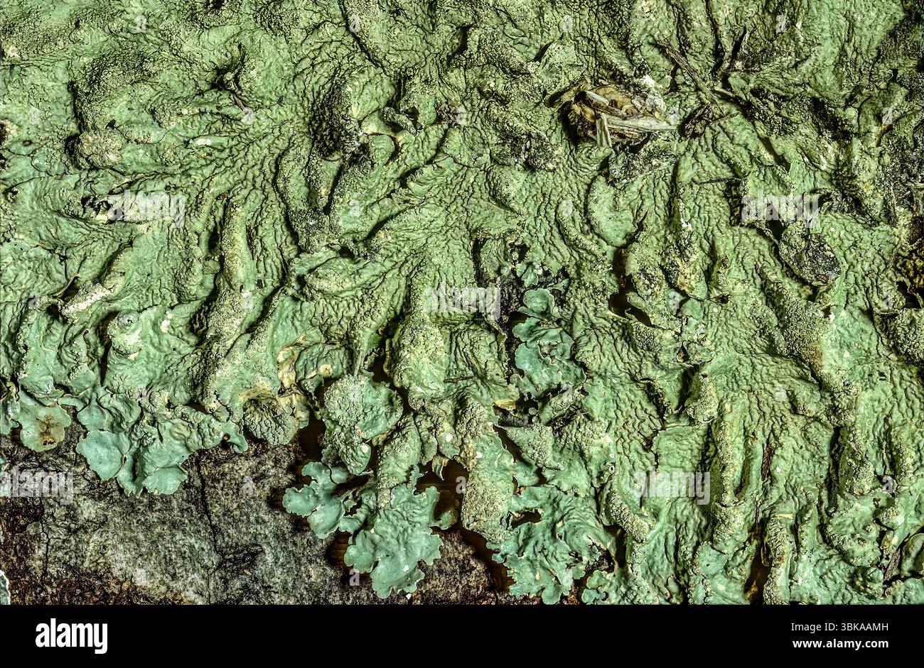 Foliose Lichen, Bylot Island, Baffin Bay  Foliose lichens are a type of lichen with a leafy, lobed structure Stock Photo