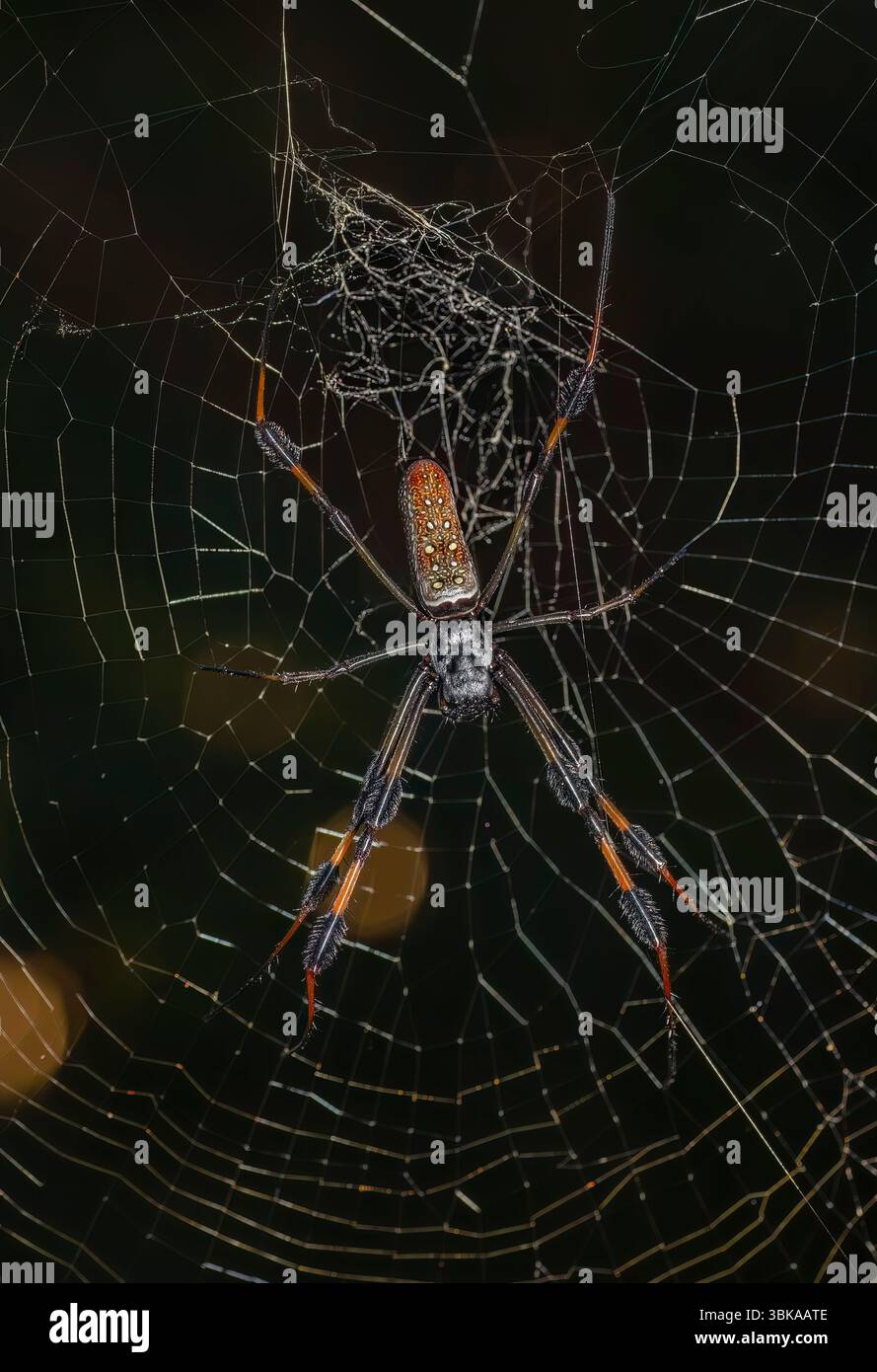 This female Golden Silk Orb-Weaver (Trichonephila clavipes) Stock Photo