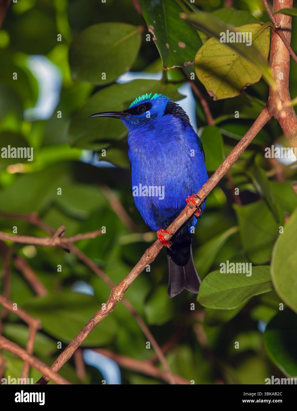 The Red-legged Honeycreeper (Cyanerpes cyaneus) Stock Photo