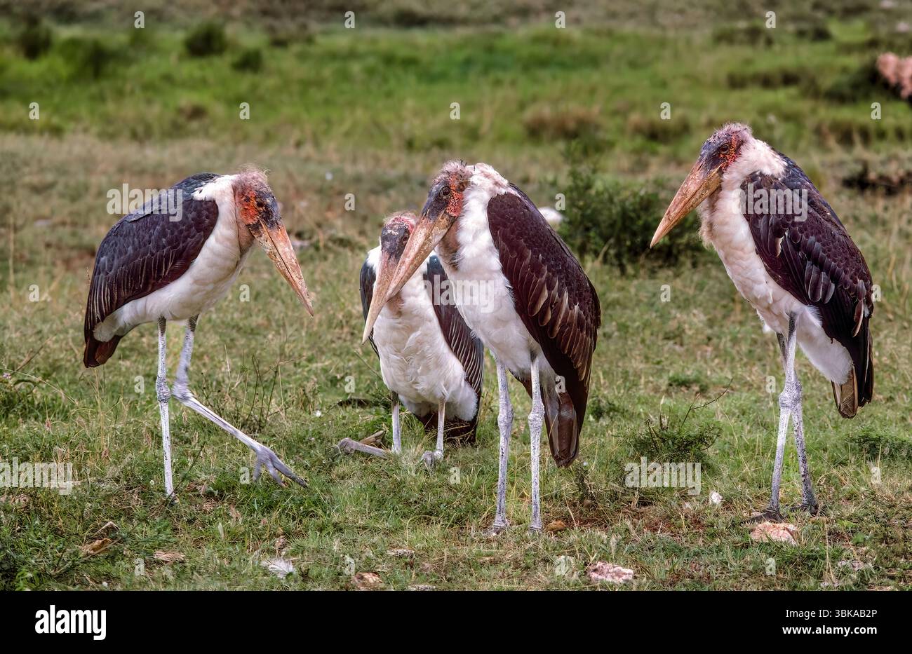 Maribou Stork Conclave, Kenya, Africa  Marabou Storks (Leptoptilos crumenifer) are massive scavenging birds native to sub-Saharan Africa, commonly fou Stock Photo