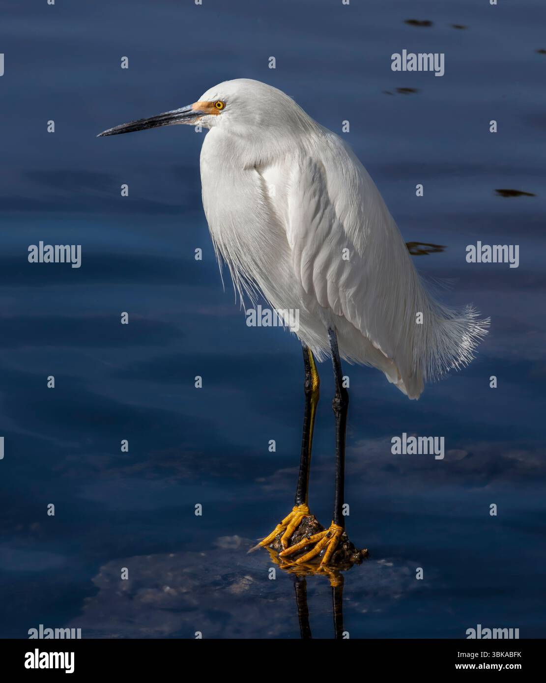 The Snowy Egret (Egretta thula) Stock Photo
