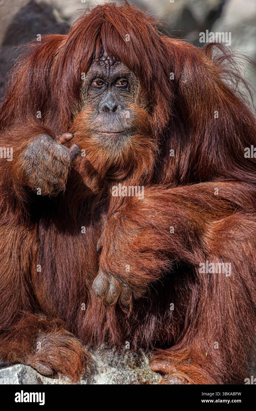 This is a Sumatran Orangutan (Pongo abelii), one of only three species of orangutans and among the most endangered great apes in the world. Stock Photo