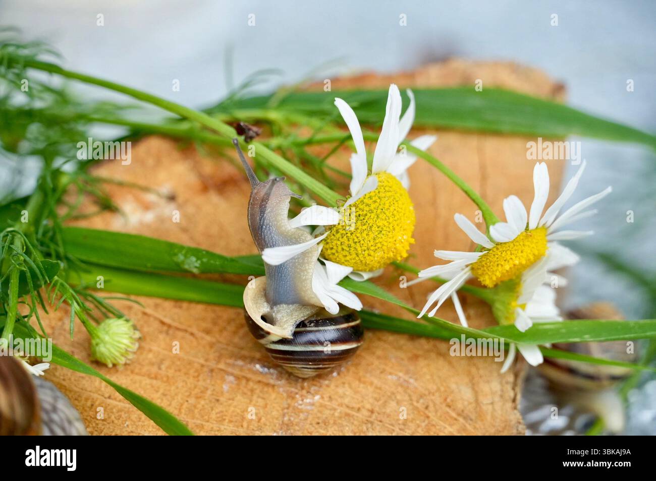 snail on a flower Stock Photo
