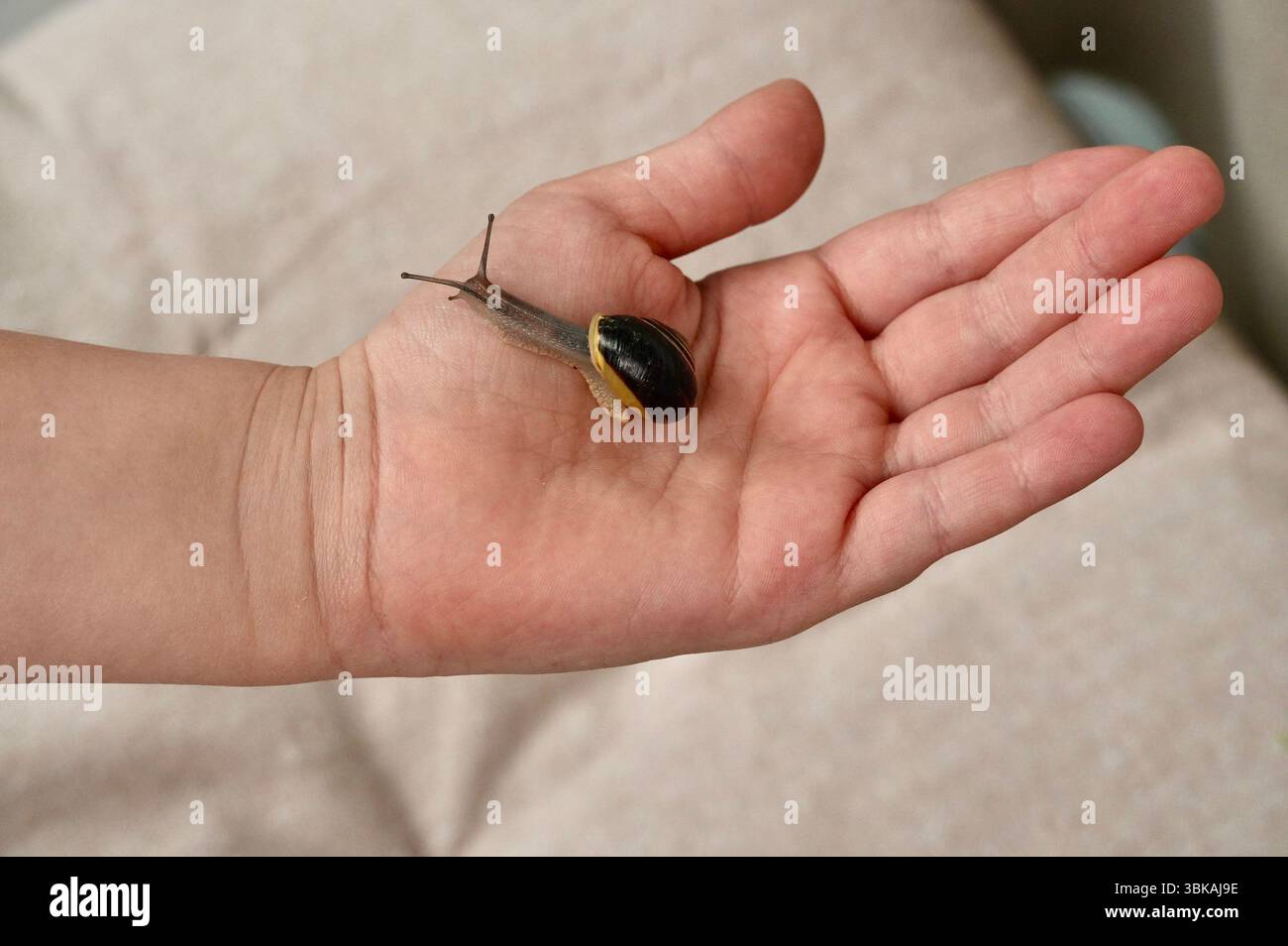snail on hand Stock Photo