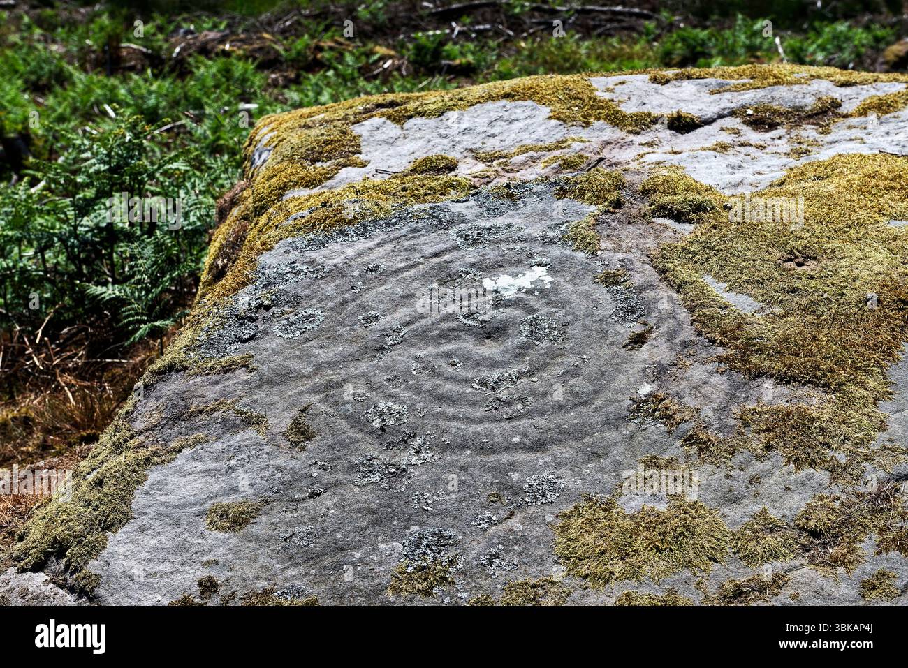Weetwood Moor 6 aka Plantation Rock cup and ring mark sandstone outcrop ...