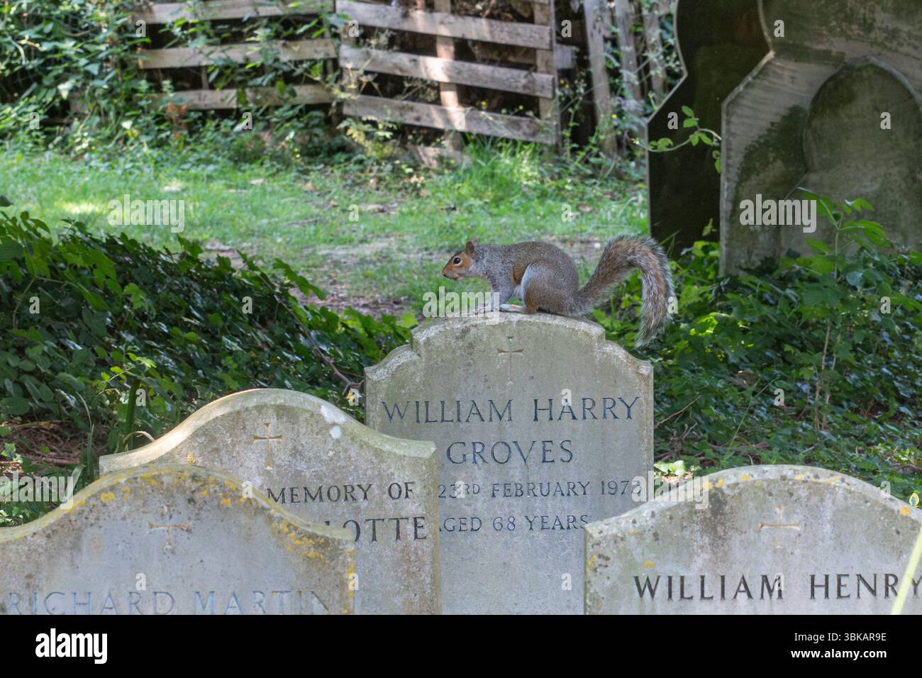 Wildlife in churchyards. A grey squirrel (Sciurus carolinensis) on a ...