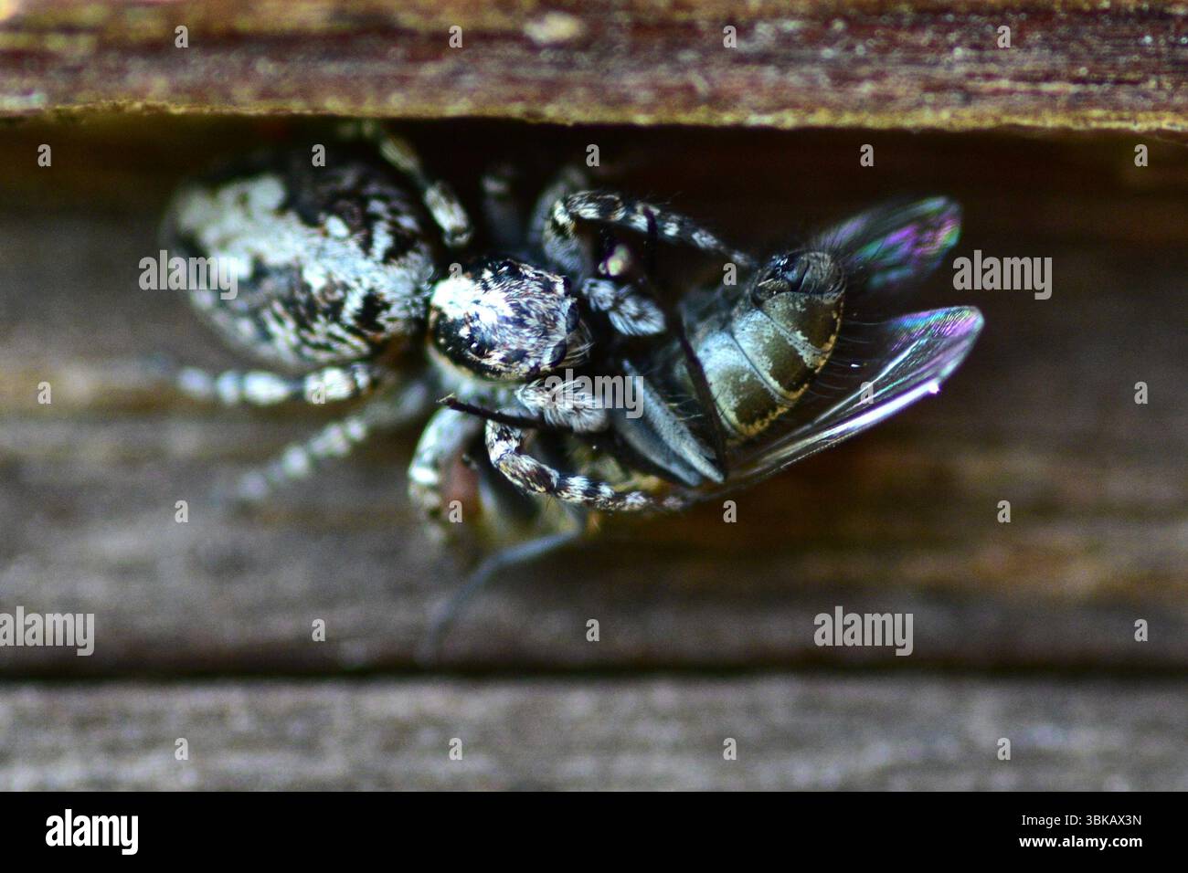 Insect predation scene hi-res stock photography and images - Alamy