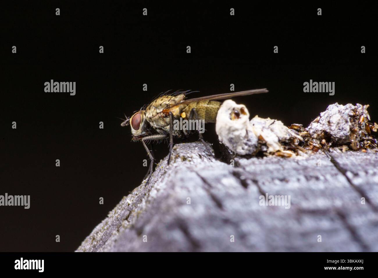 Root Magnotta Insect Anthomyiidae family Root-maggot fly wild nature insect wallpaper ...