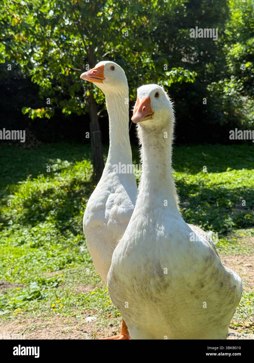 Farm geese on a lawn. Stock Photo