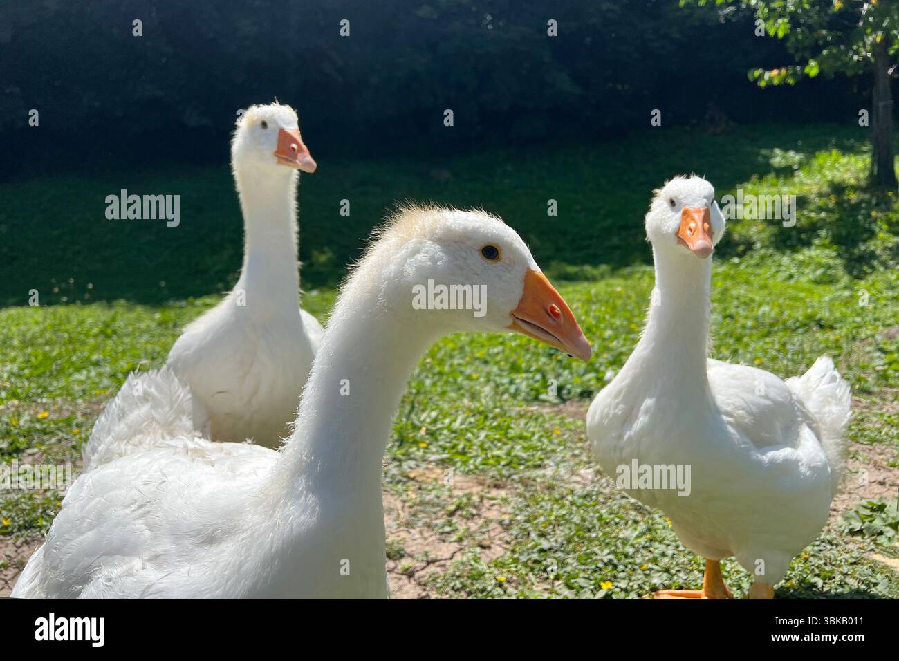 Farm geese on a lawn. Stock Photo