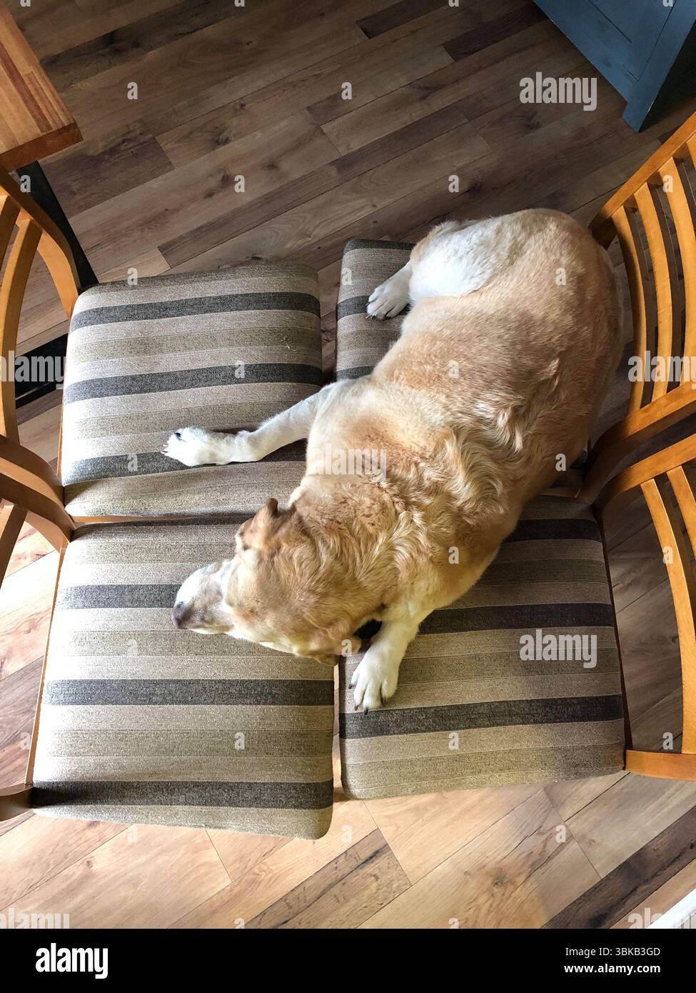 Labrador peacefully sleeping on four adjoining chairs Stock Photo