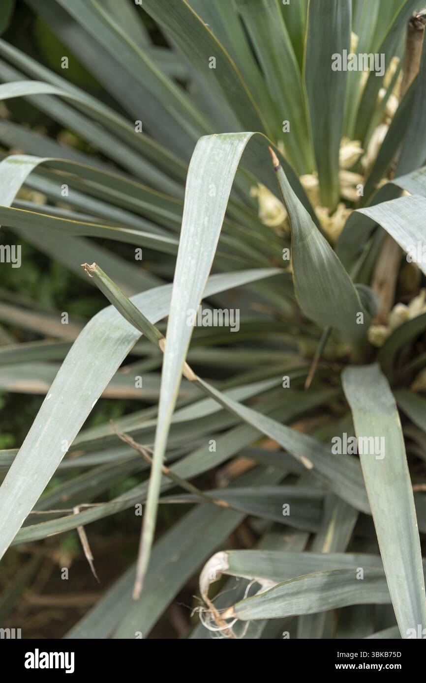 Reed phragmites australis close hi-res stock photography and images - Alamy